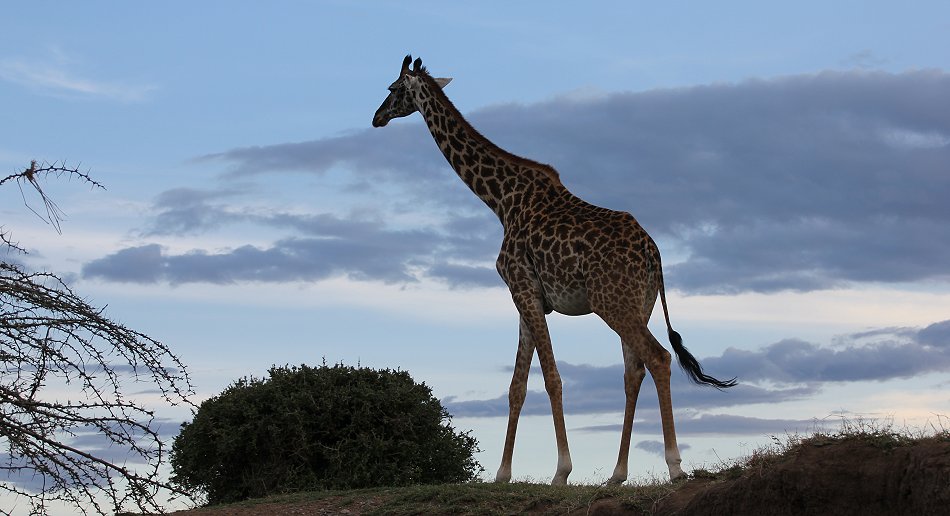 Masai Giraffen