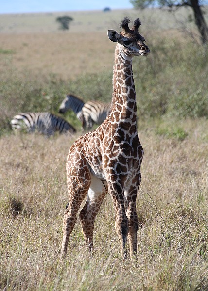 Giraffen Baby