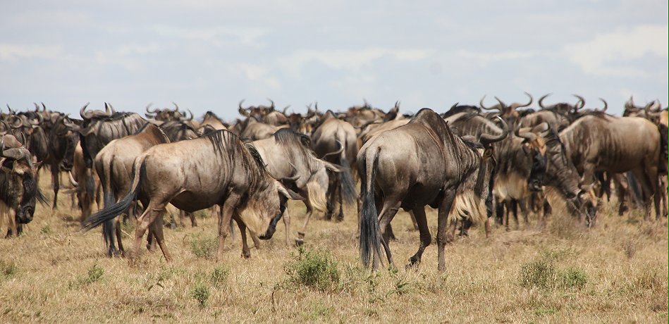 Gnus