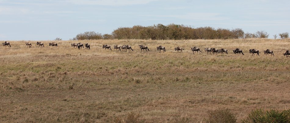Gnus