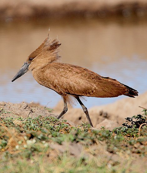 Hammerkop