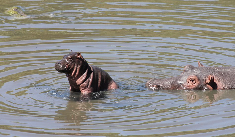 Flusspferde im Ol Are Orok River, Mara Bush Camp