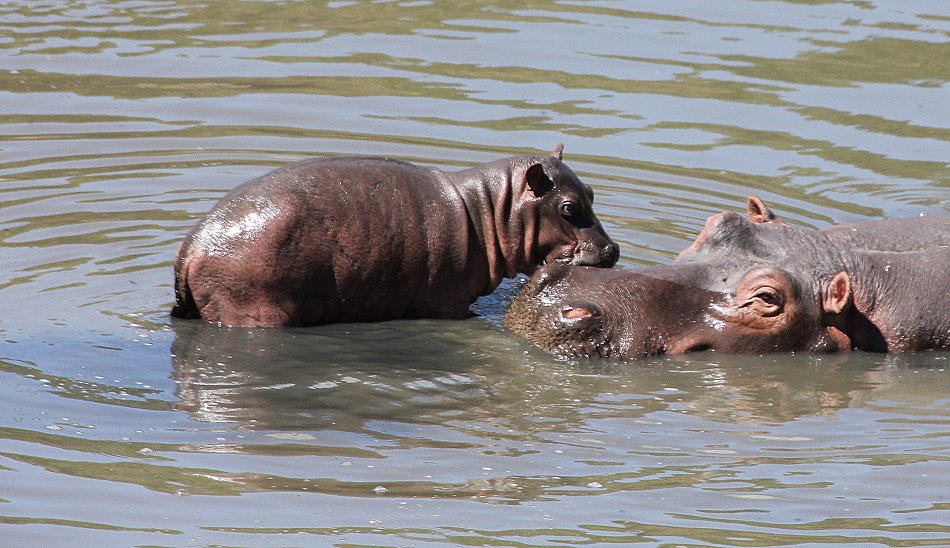 Flusspferde im Ol Are Orok River, Mara Bush Camp