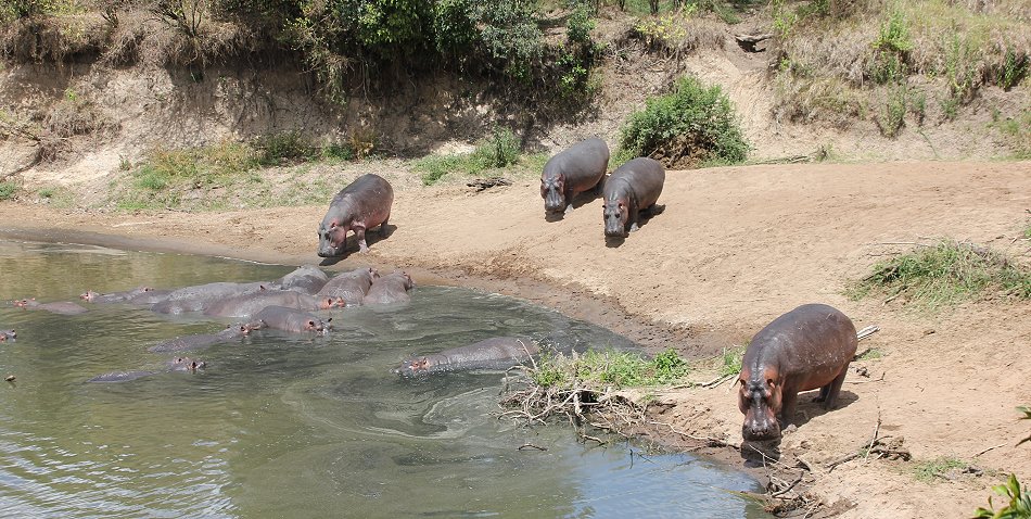 Mara Bush Camp, Private Wing