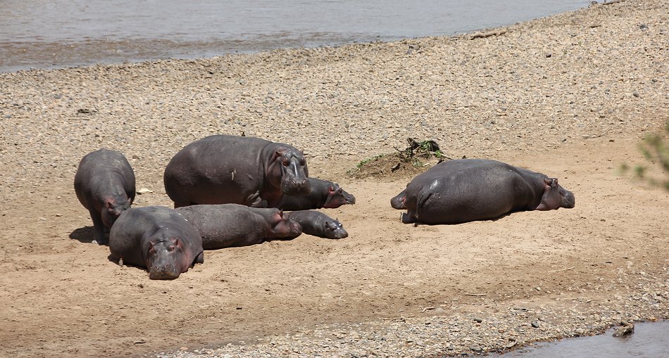 Hipposim Mara River