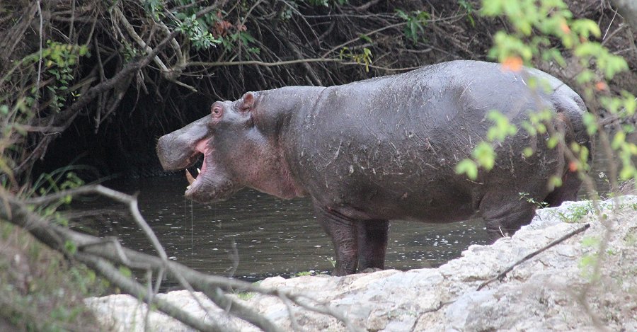 Hippos
