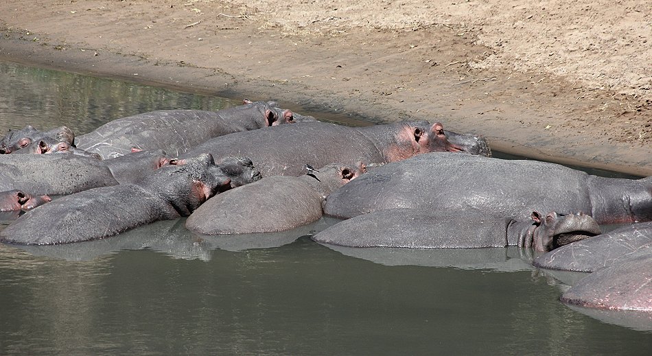 Flusspferde im Ol Are Orok River, Mara Bush Camp