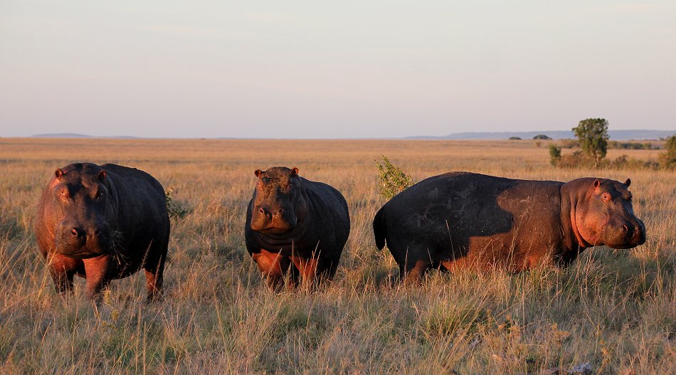 Flusspferde, Masai Mara