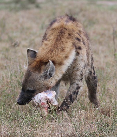 Tüpfelhyänen mit Giraffenkill