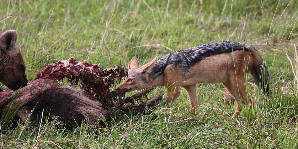 Hyänen und Schakal am Kill