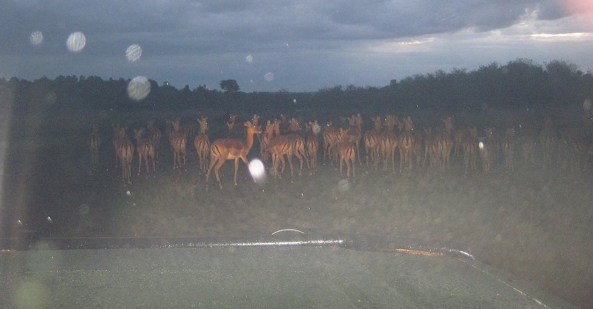 Impala