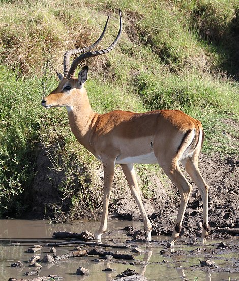 Impalas