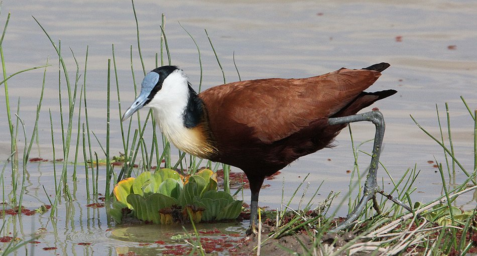 Jacana im Amboseli Park