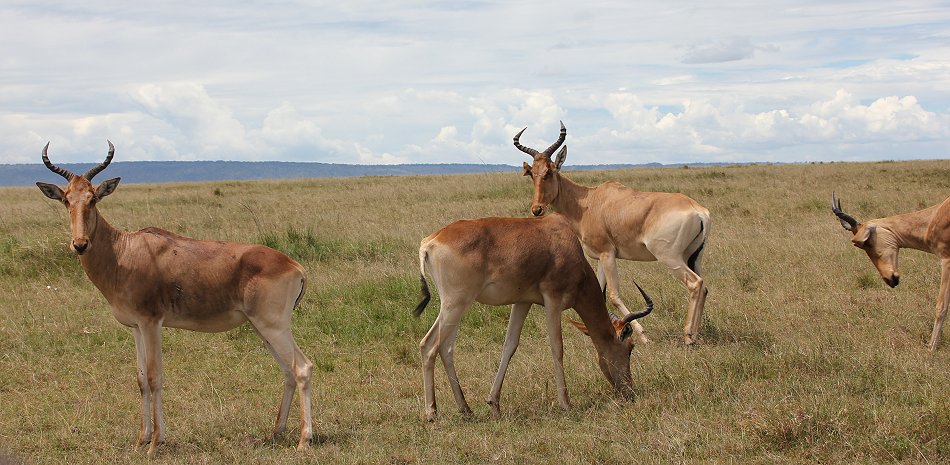 Kongoni
