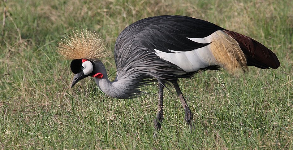 Kronenkranich im Amboseli Park