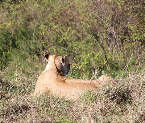 Löwin Masai Mara