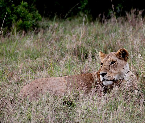 Löwen, lion