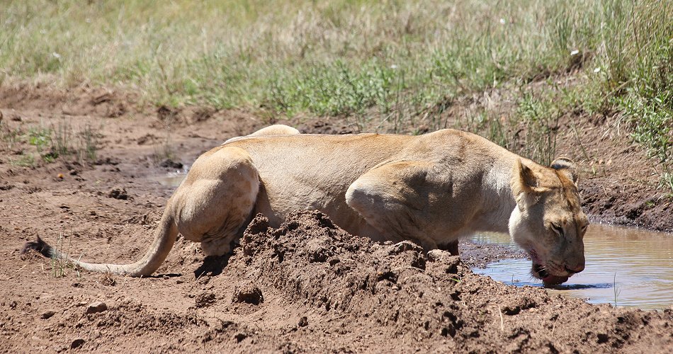Löwen an Wasserstelle