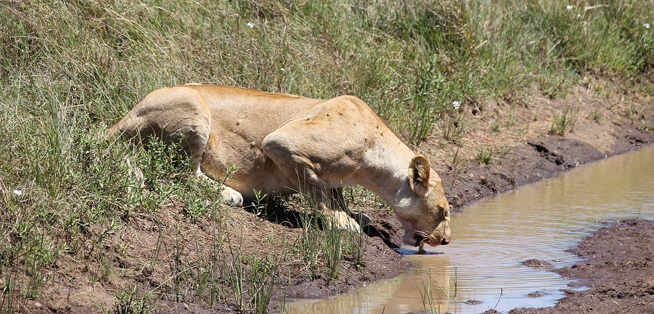 Löwen an Wasserstelle