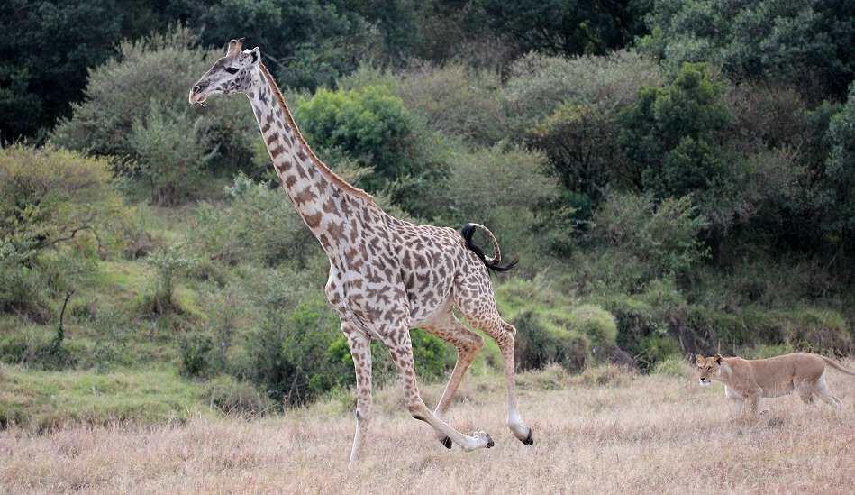 Löwen jagen Giraffen