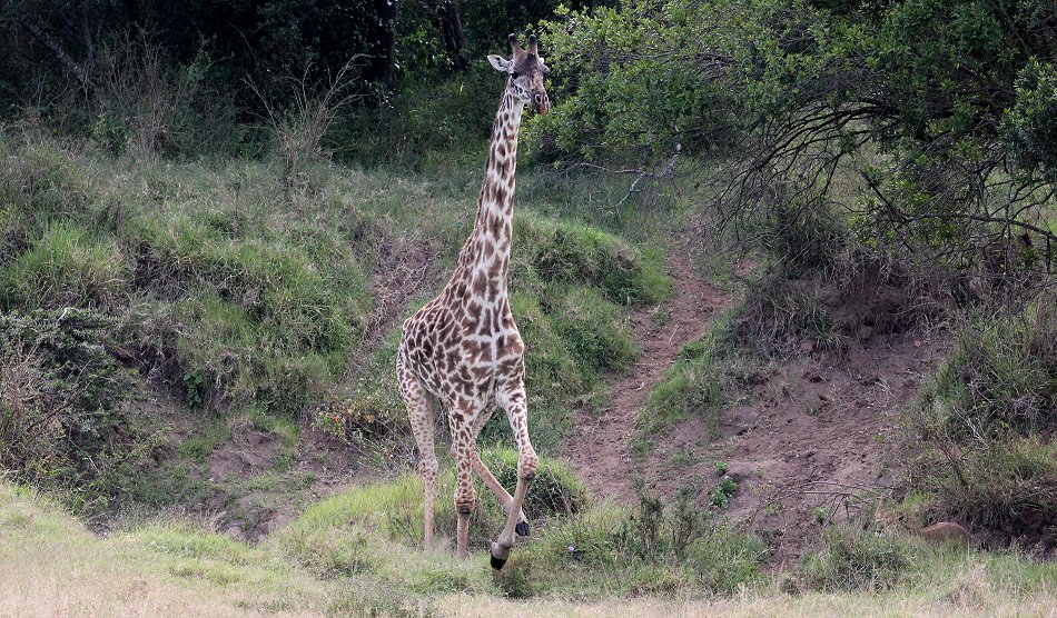 Löwen jagen Giraffen