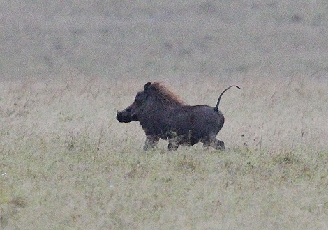 Löwin jagt Warzenschwein