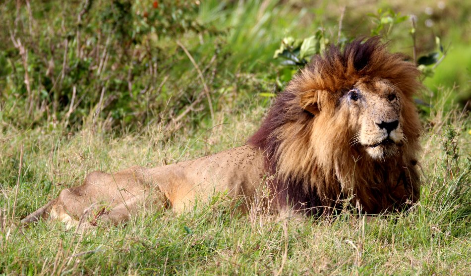 Scareface, Löwe, Masai Mara