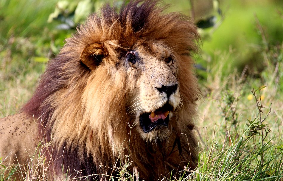 Scareface, Löwe, Masai Mara