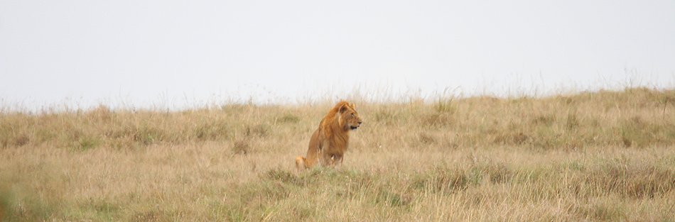Löwe, Männchen