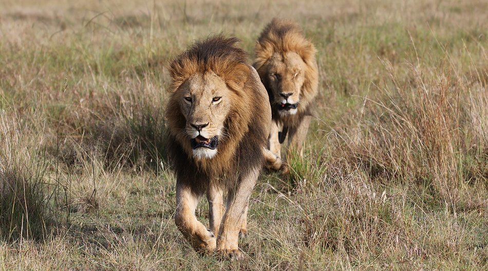 2 Löwen Männchen, Sankai Pride
