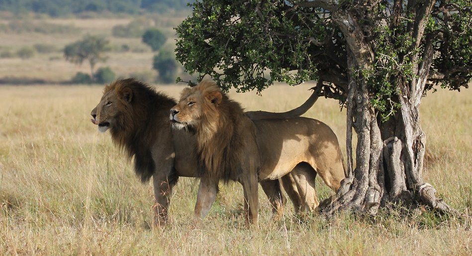 2 Löwen Männchen, Sankai Pride