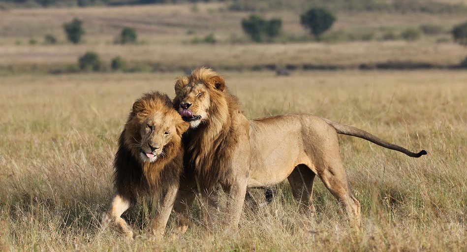 2 Löwen Männchen, Sankai Pride