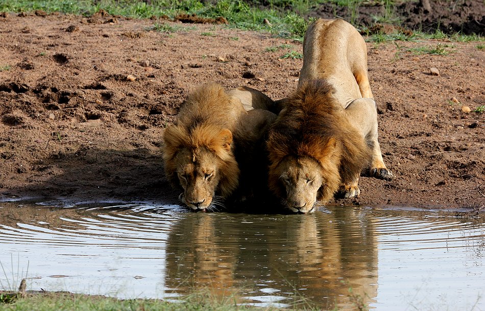 2 Löwen Männchen, Sankai Pride