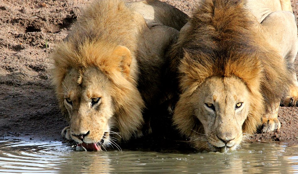 2 Löwen Männchen, Sankai Pride