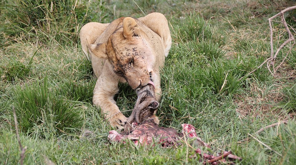 Löwen, Rongai Pride