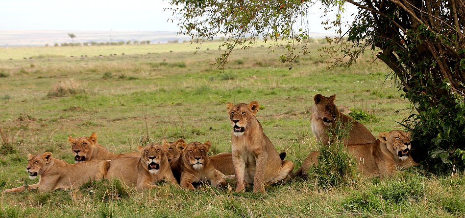 Löwen, Rongai Pride