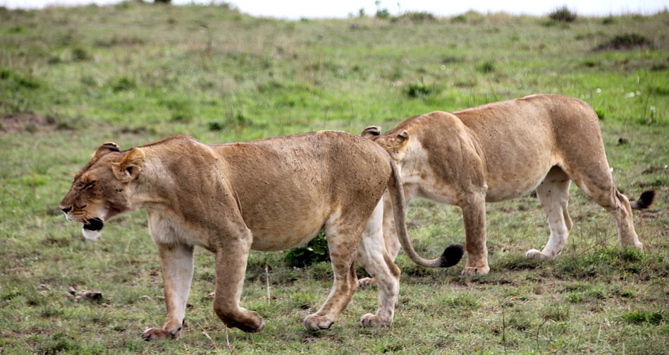 Löwen, Rongai Pride