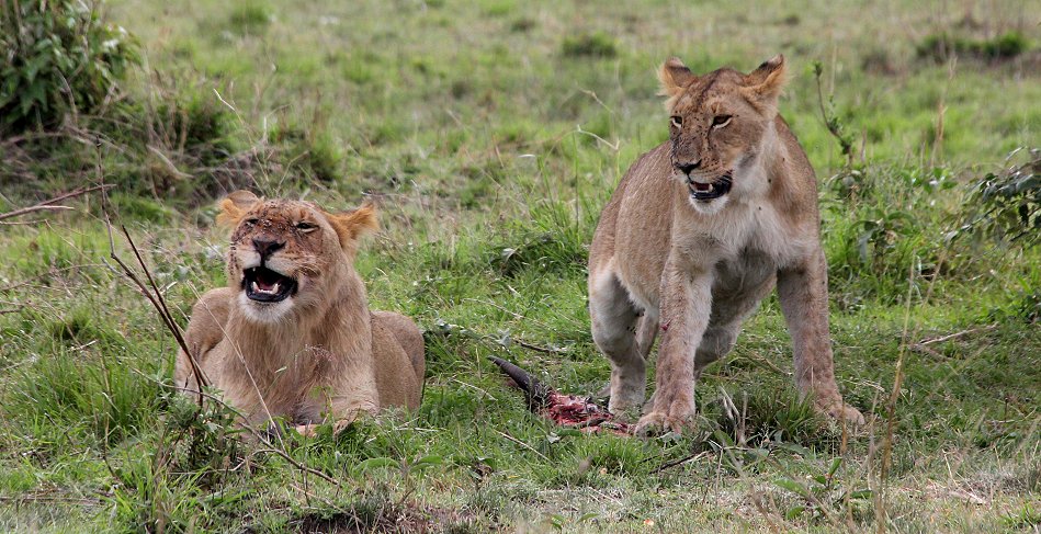 Löwen, Rongai Pride