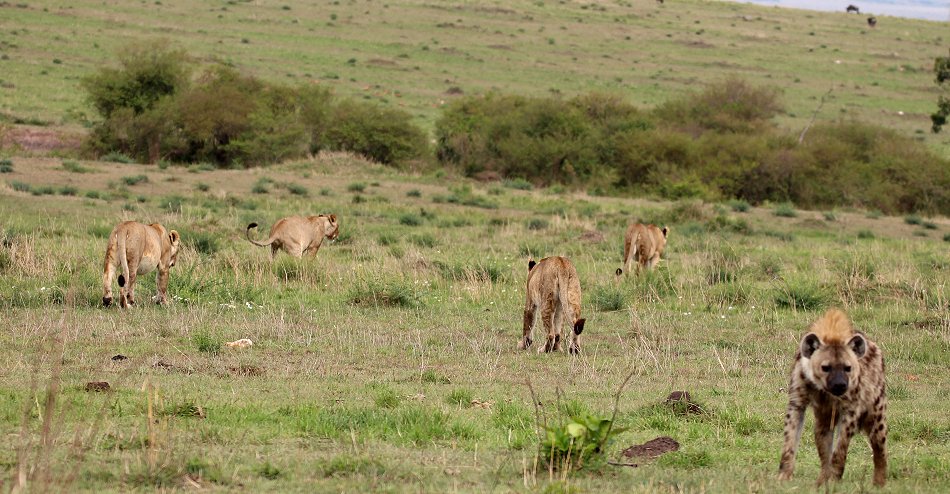 Löwen, Rongai Pride