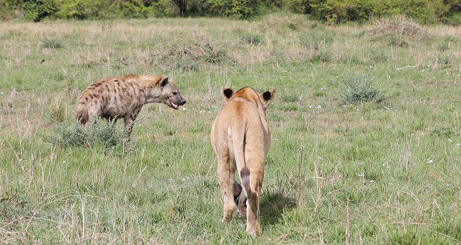 Löwen, Rongai Pride