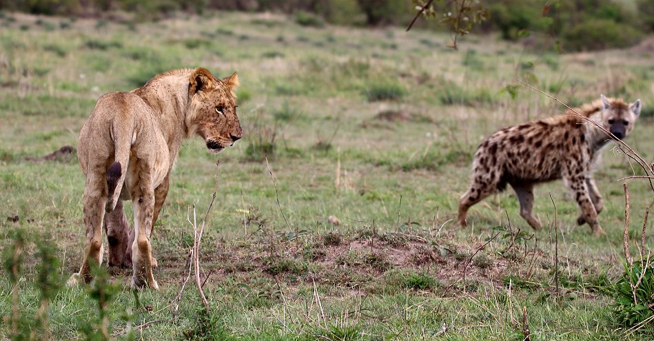 Löwen, Rongai Pride