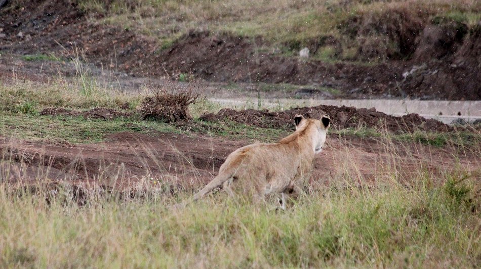 Löwen jagen Gnus und Zebras