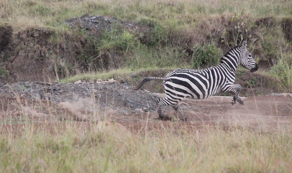 Löwen jagen Gnus und Zebras