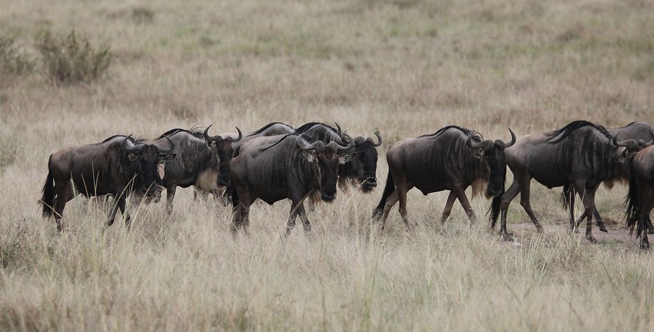 Löwen jagen Gnus