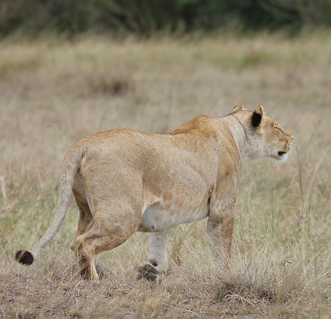 Löwen jagen Gnus