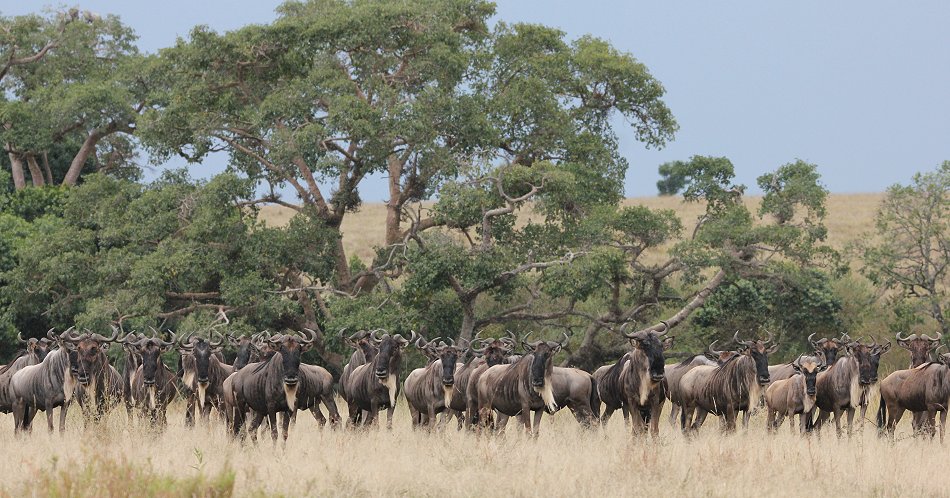 Löwen jagen Gnus