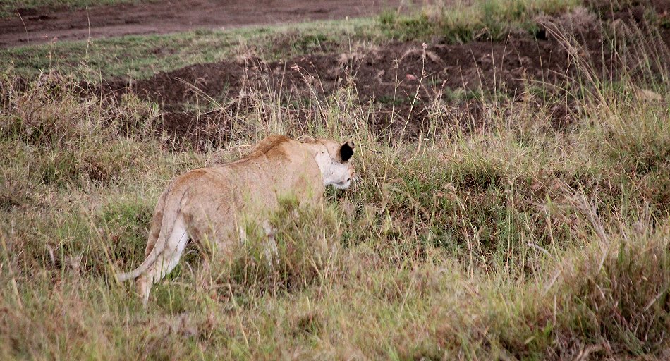Löwen jagen Gnus und Zebras