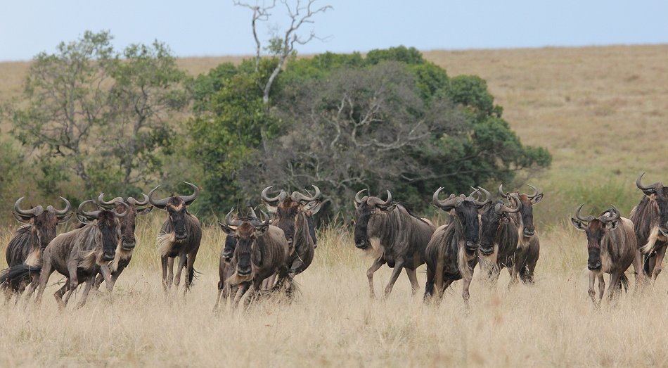 Löwen jagen Gnus