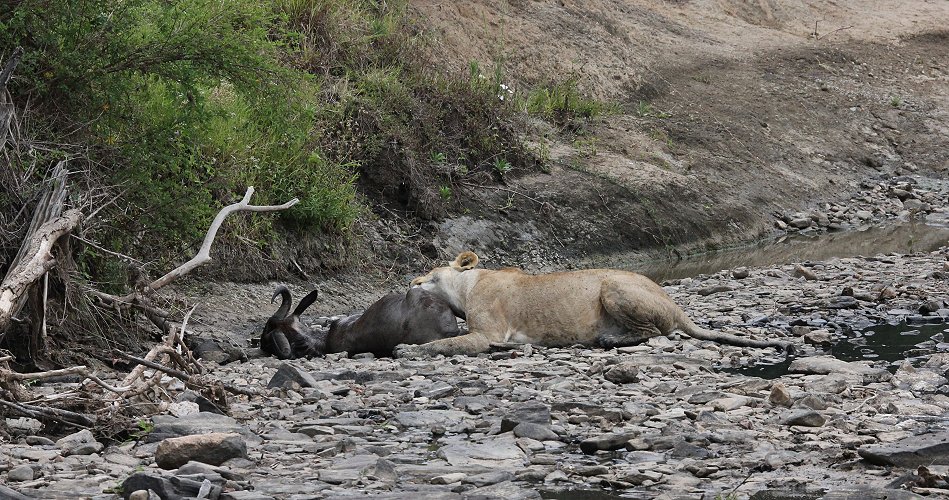 Löwen jagen Gnus