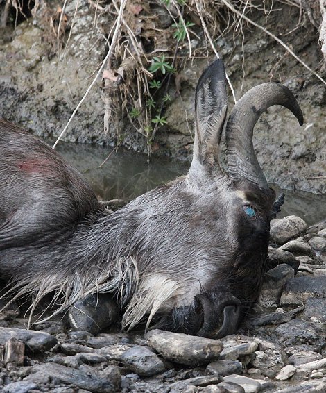 Löwen jagen Gnus